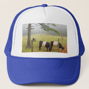 Boné Vacas Galloway Cinturadas Na Fazenda Em Rockport M