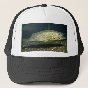 Boné walleye