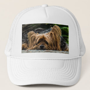 Boné Yorkshire Terrier Dog