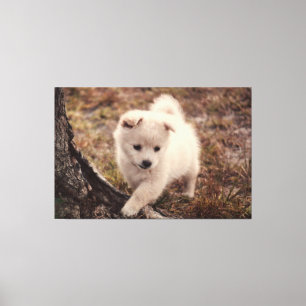 Bonita Adorável Fluffy Snowball Puppy Cão Canvas