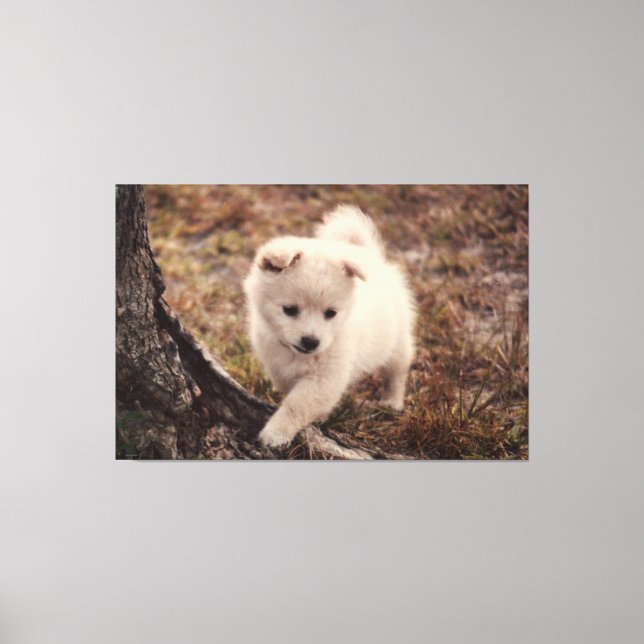 Bonita Adorável Fluffy Snowball Puppy Cão Canvas A (Frente)