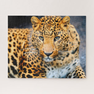 Bonita Cara-Leopardo, Quebra-cabeça de Jigsaw
