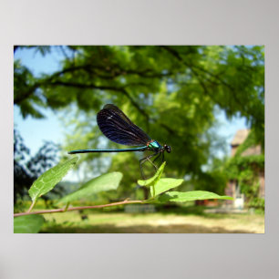 Bonita Demoiselle Poster