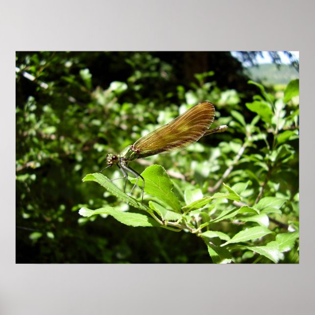 Bonita Demoiselle Poster (Frente)