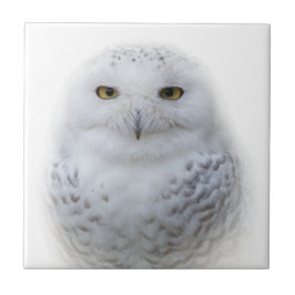 Bonita, Dreamy e Serene Snowy Owl