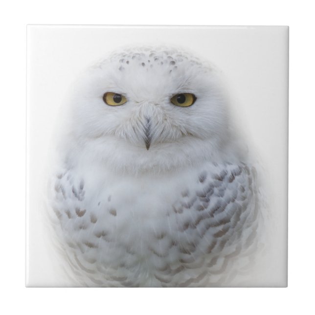 Bonita, Dreamy e Serene Snowy Owl (Frente)