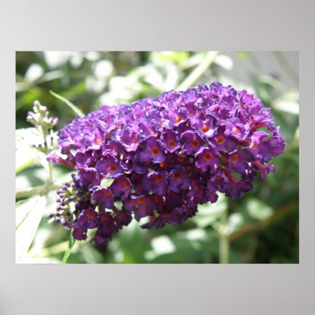 Bonita Impressão de Flores Purple Buddleia (Frente)