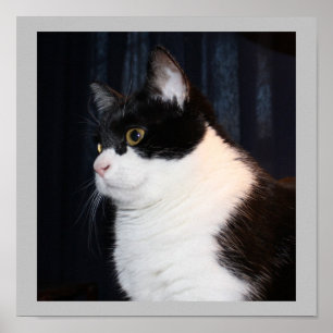 Bonita Impressão de Gato