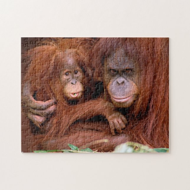 Bonita Orangutan Mãe e Bebê, Quebra-cabeça de serr (Horizontal)