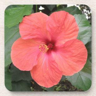 Bonita Porta copos de Cortiça Laranja Hibiscus