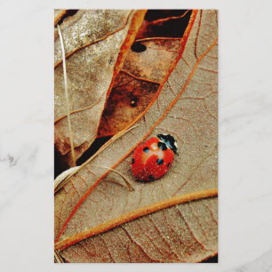 bonitinho fantasia de Ladybug personalizar present