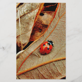 bonitinho fantasia de Ladybug personalizar present