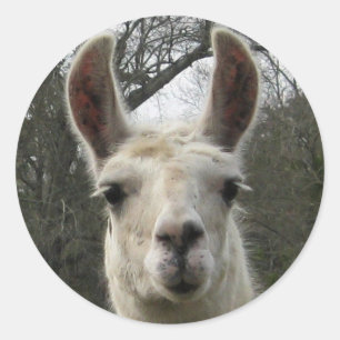 Bonito adesivos Llama