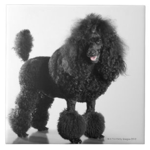 Bonito, aparado, preto, corpo completo da caniche