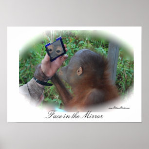 Bonito Baby Orangutan poster