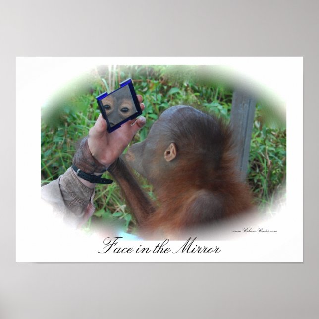 Bonito Baby Orangutan poster (Frente)
