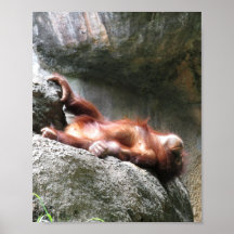 Bonito bebê Orangutan Home Decor Poster