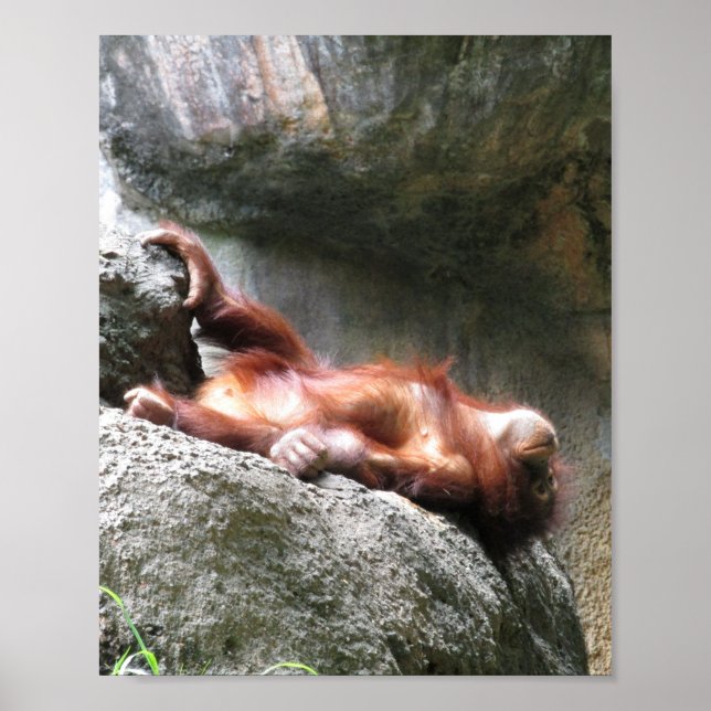 Bonito bebê Orangutan Home Decor Poster (Frente)