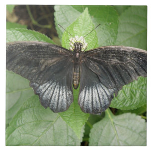 Bonito borboleta tropical e Azulejo de flores