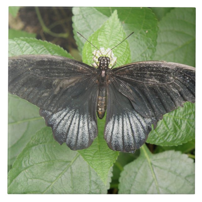 Bonito borboleta tropical e Azulejo de flores (Frente)