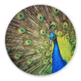 Bonito Botão Peacock