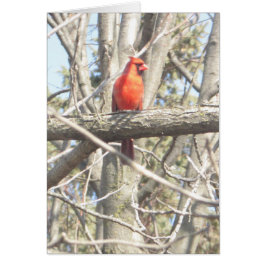 Bonito Cardeal sentado num Cartão de Vazio de Rami