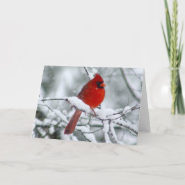 Bonito Cardeal Vermelho no Cartão de Neve