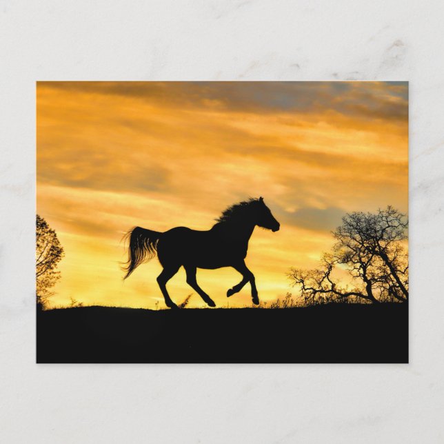 Bonito Cavalo Corrente no Cartão Postal Sunset (Frente)