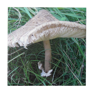 Bonito cogumelo grande