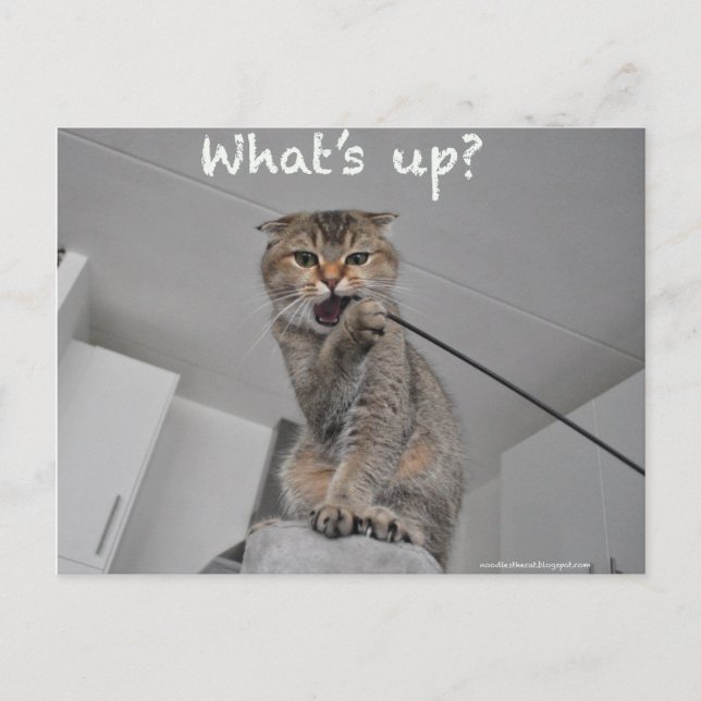 Bonito escocês de macarrão gato olá cartão engraça (Frente)