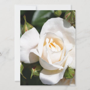 bonito flor de rosa branca pura. arte floral.