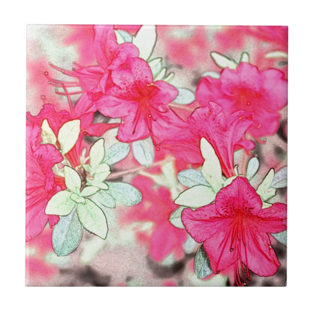 bonito flores rosa de azálea. Planta de jardim (Frente)