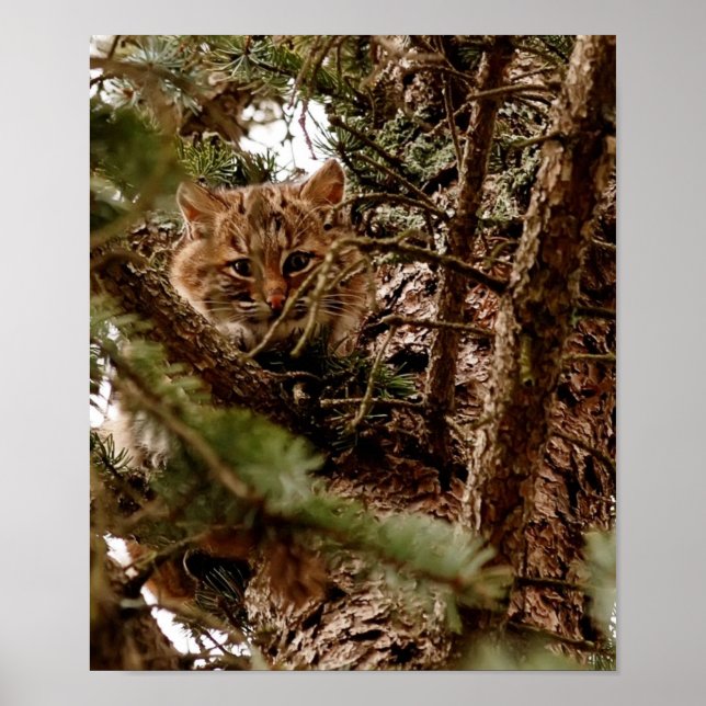 Bonito gatinho Bobcat em um Poster de árvore (Frente)