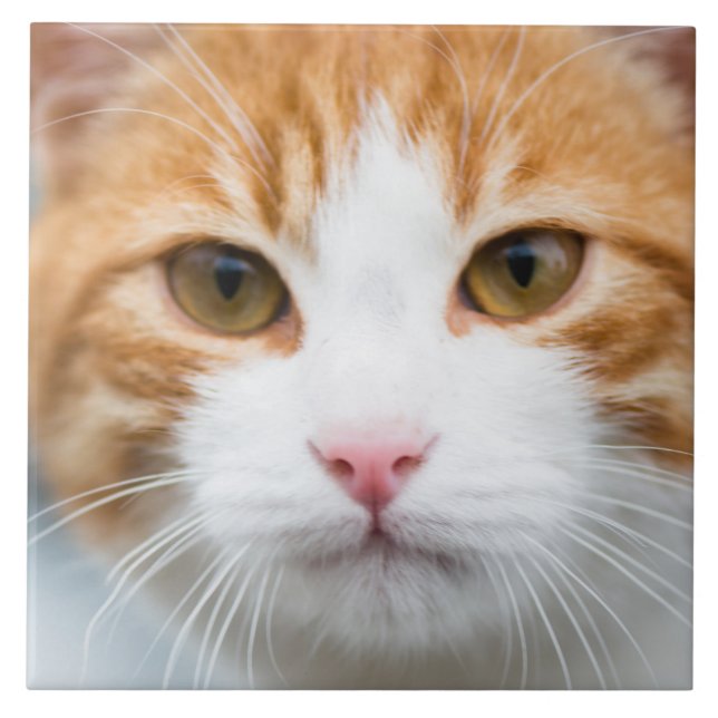 Bonito gato vermelho (Frente)