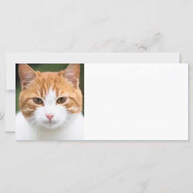 Bonito gato vermelho (Frente)