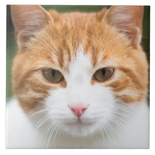 Bonito gato vermelho