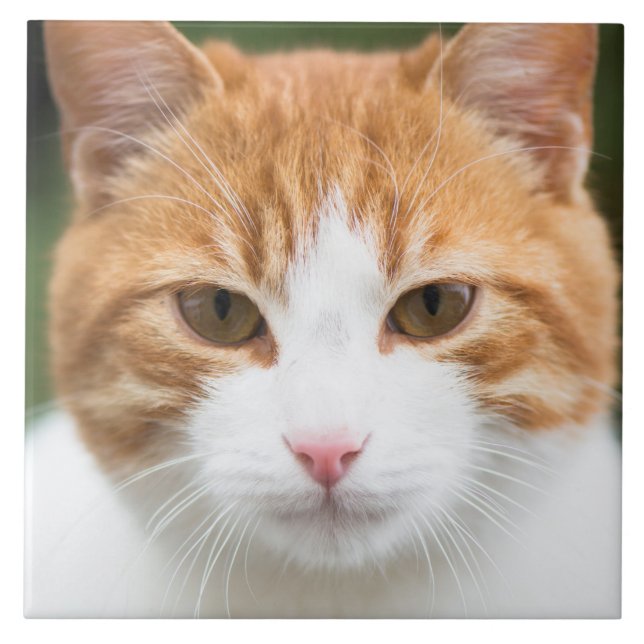 Bonito gato vermelho (Frente)