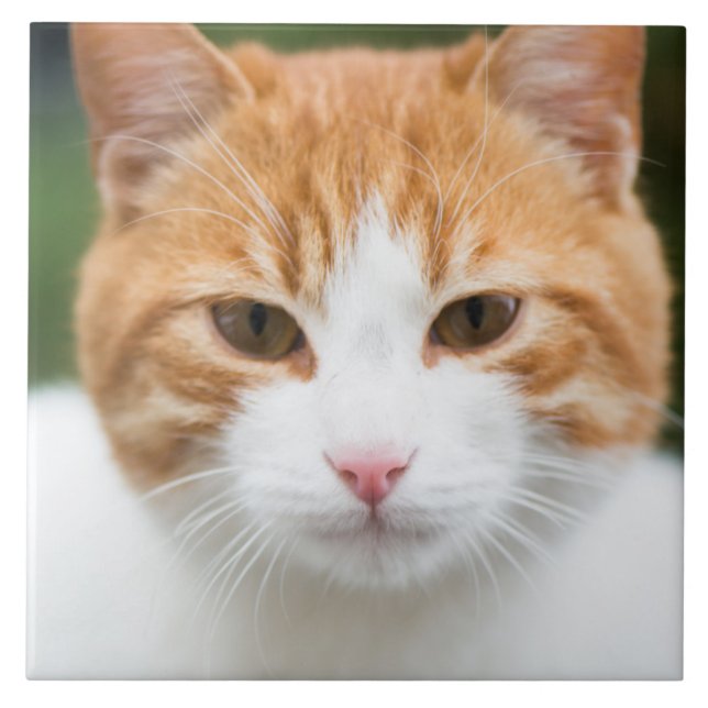 Bonito gato vermelho (Frente)