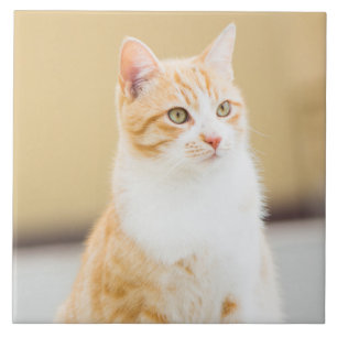 Bonito gato vermelho