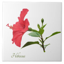 Bonito hibisco vermelho no branco