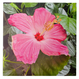 Bonito Hibiscus Rosa
