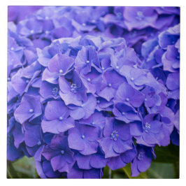 Bonito Hydrangeas de Verão Roxo