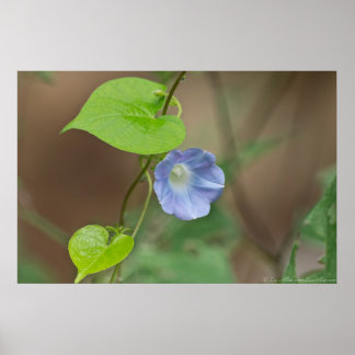 Bonito Ivyleaf Morning-Glory Poster
