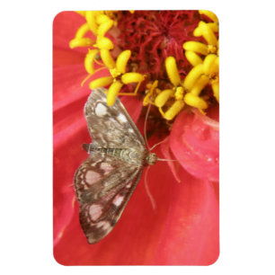Bonito mariposa no ímã Premium de Flor Vermelho
