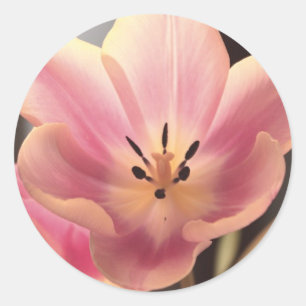 Bonito na etiqueta roxa da tulipa