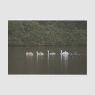 Bonito papel para tecidos de cisne