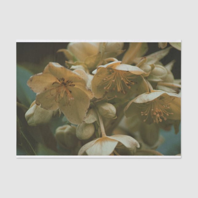 Bonito papel tecidos florais (Frente )