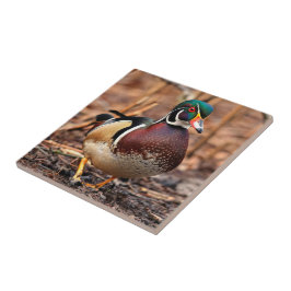 Bonito Pato de Madeira Masculina na Floresta