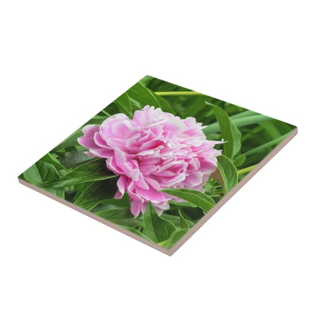 Bonito Pink Peony (Lateral)