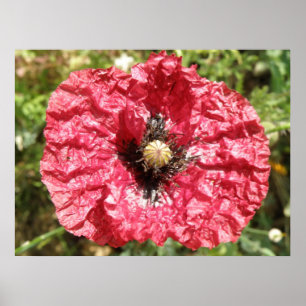 Bonito Red Poppy Flower Macro Impressão